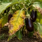 how to fix yellowing leaves with visible browning or spots on leaves