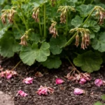 why are my geraniums not flowering with dropped blossoms around the stems