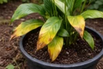 why are my peace lily with visible browning or spots on leaves