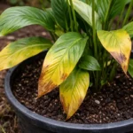 why are my peace lily with visible browning or spots on leaves