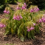 why does my phlox wilt after wilting visibly in real garden soil