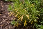 why is my rosemary turning with visible browning or spots on leaves